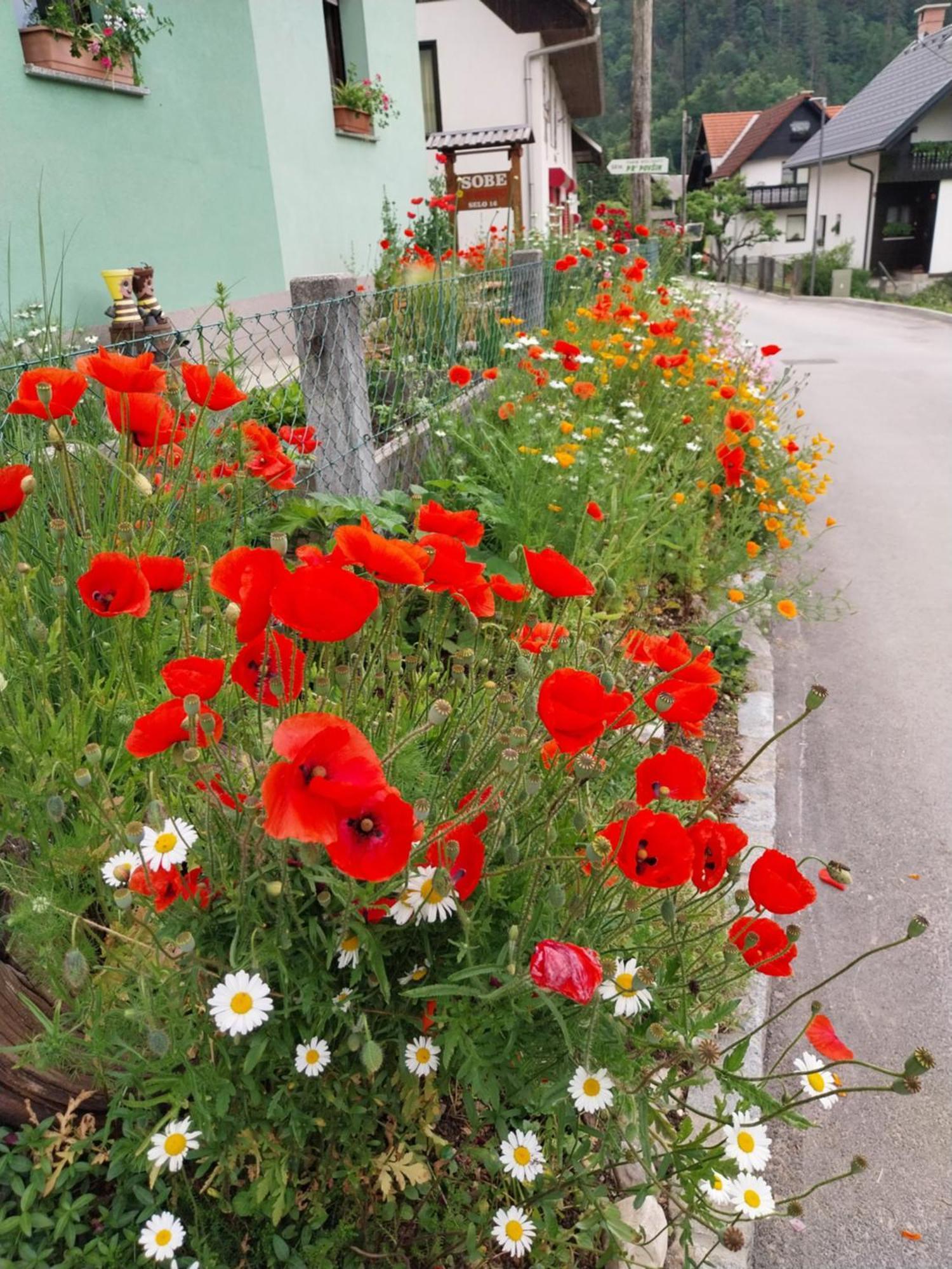 Sobe U Sirrc Bed & Breakfast Bled Eksteriør bilde